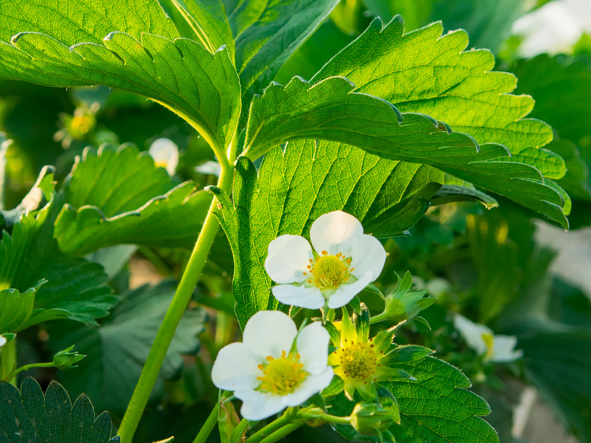 ABZ Seeds onze aardbei