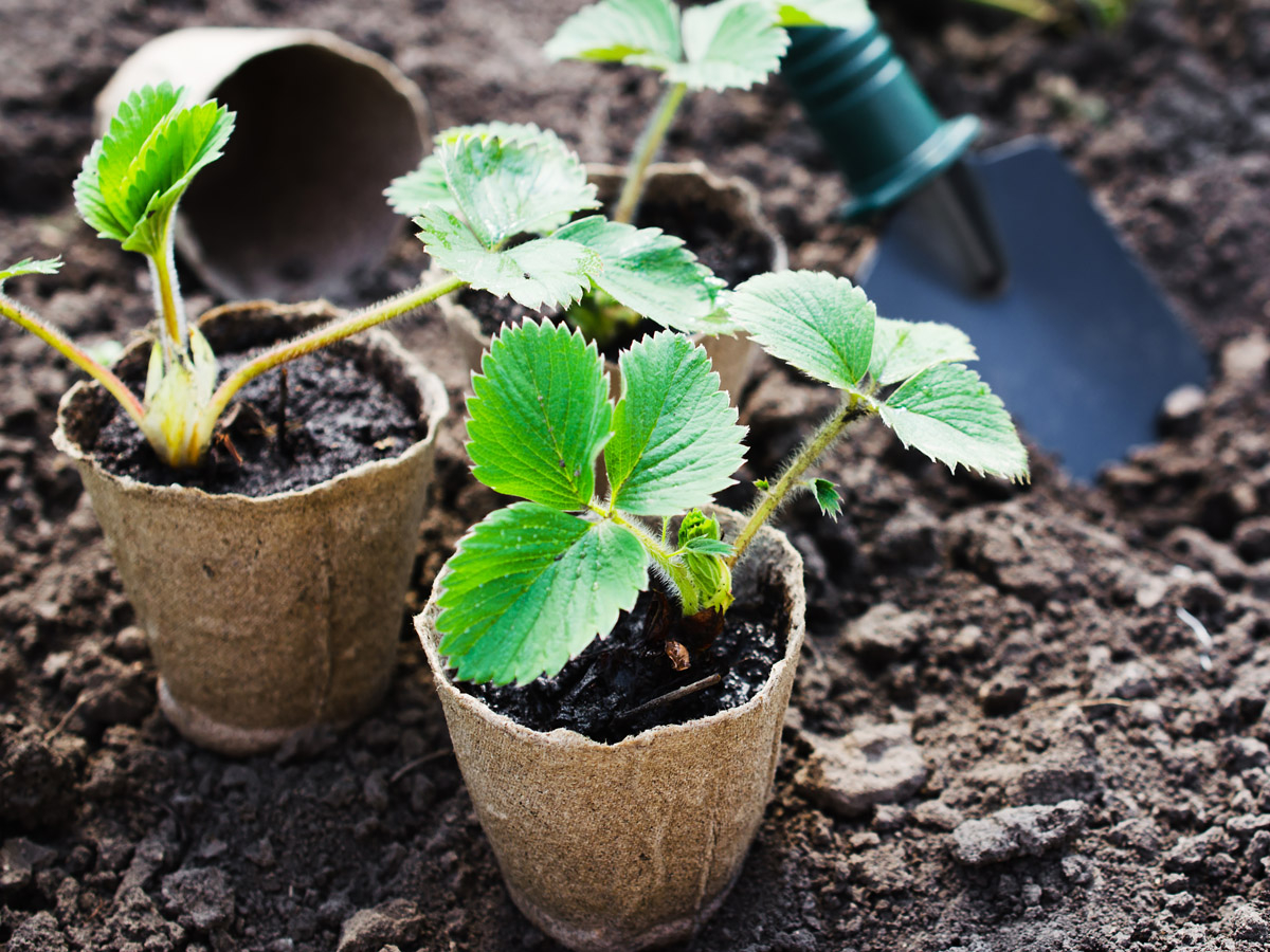 ABZ Seeds onze aardbei