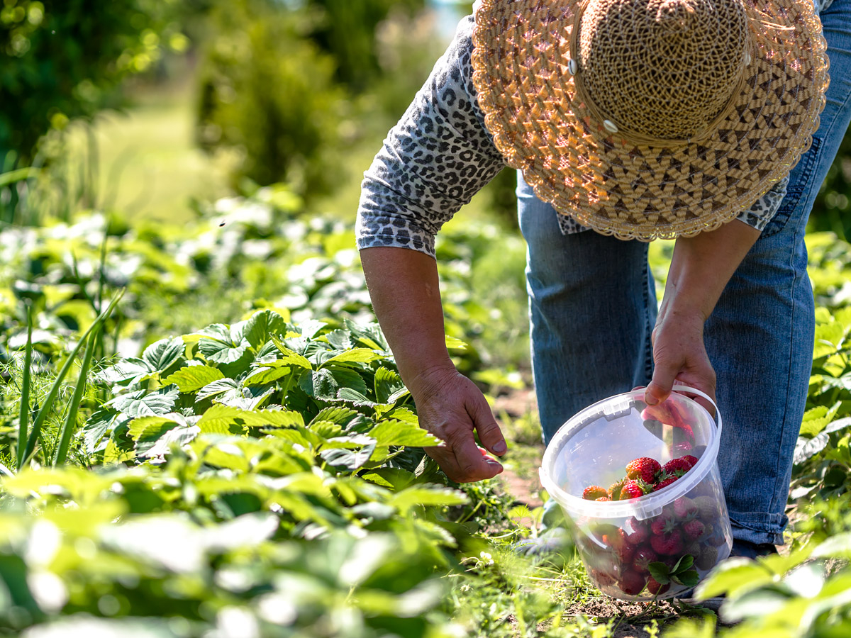 ABZ Seeds onze aardbei