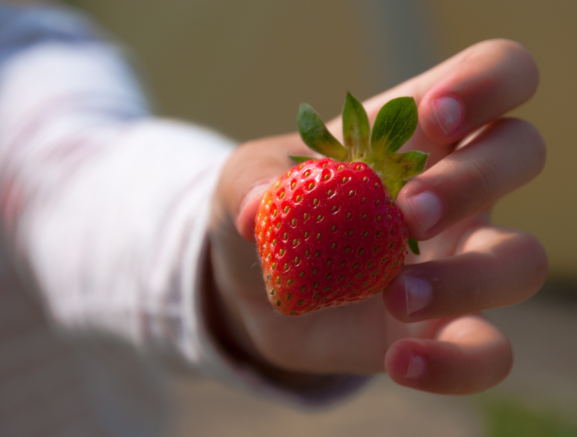 ABZ Seeds onze aardbei