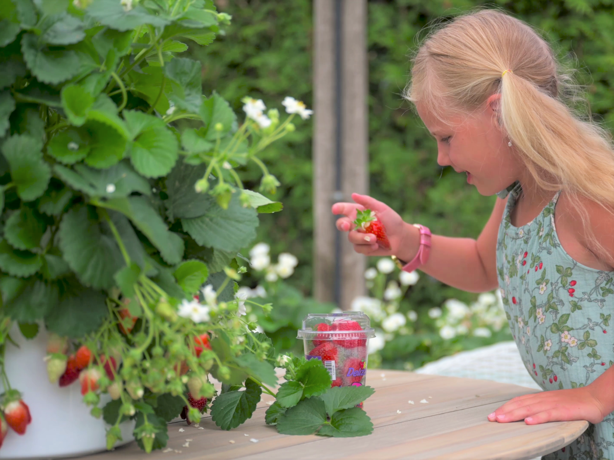 ABZ Seeds onze aardbei