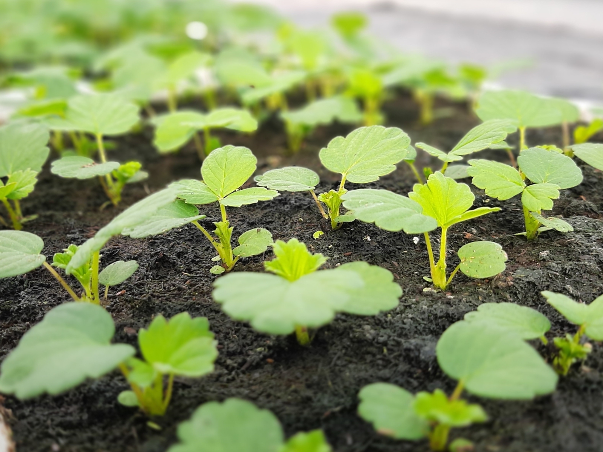 ABZ Seeds onze aardbei